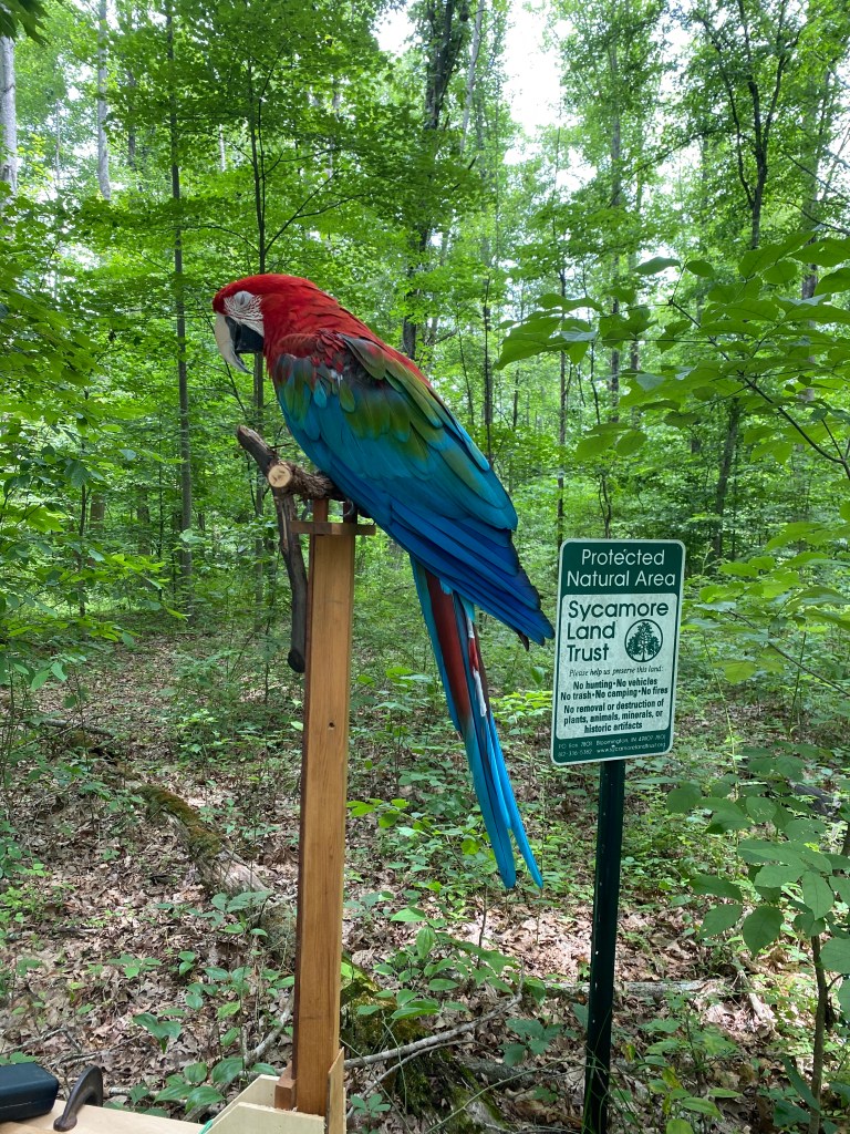 Charlie Bird visits Campbell preserve
