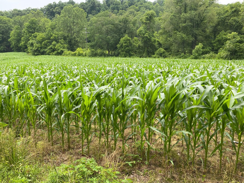Corn fields